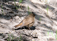 Swainson's Thrush - Catharus ustulatus