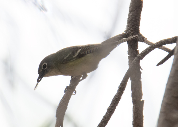 Cassin's Vireo - Vireo cassinii