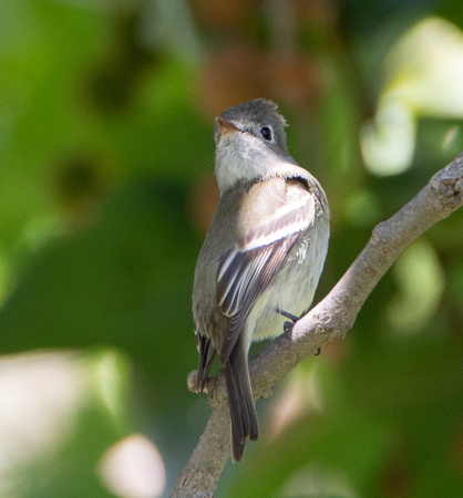 Hammond's Flycatcher - Empidonax hammondii