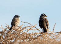 Bell's Sparrow - Artemisiospiza belli, White Crowned Sparrow - Zonotrichia leucophyrs