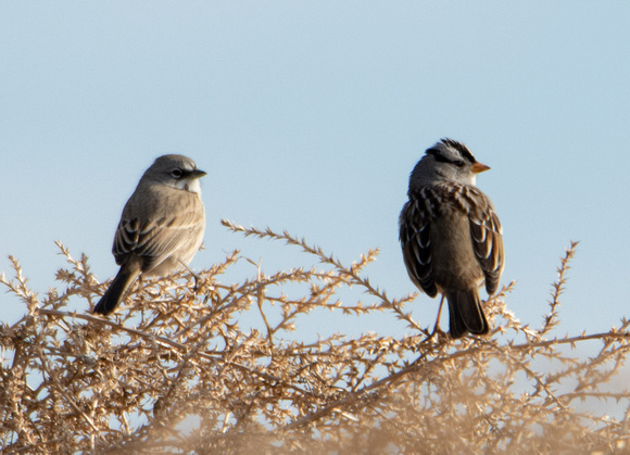 Bell's Sparrow - Artemisiospiza belli, White Crowned Sparrow - Zonotrichia leucophyrs