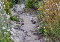 Desert cottontail  - Sylvilagus audubonnii