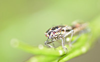 Painted bug - Bagrada hilaris