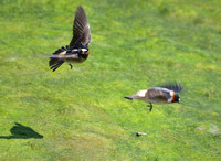 Cliff Swallow - Hirundo pyrrhonota