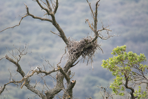 Someone's nest