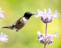 Black-chinned Hummingbird- Archilochus alexandri