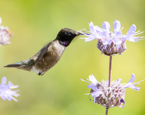 Black-chinned Hummingbird- Archilochus alexandri