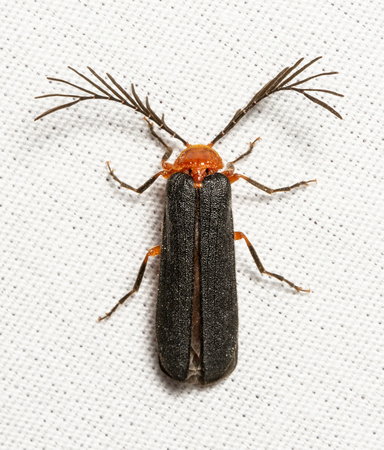 Glowworm - Pterotus obscuripennis