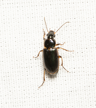 Carabid beetle - Stenolophus incultus