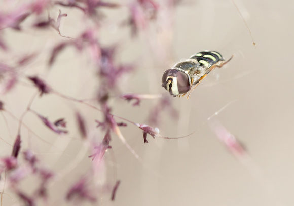 Bird hover fly - Eupeodes volucris