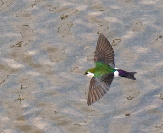 Violet-green Swallow - Tachycineta thalassina