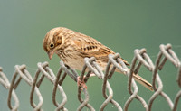 Vesper Sparrow - Pooecetes gramineus