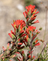 Felt Paintbrush - Castilleja foliosa