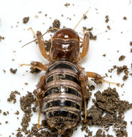 Jerusalem cricket - Ammopelmatus sp.