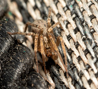 Ghost spider - Anyphaena sp.