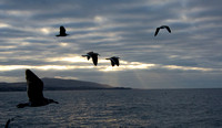 Western Gull - Larus occidentalis