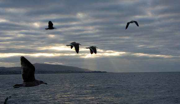 Western Gull - Larus occidentalis