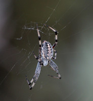 Western spotted orb weaver - Neoscona oaxacensis