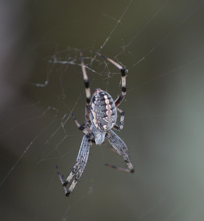 Western spotted orb weaver - Neoscona oaxacensis