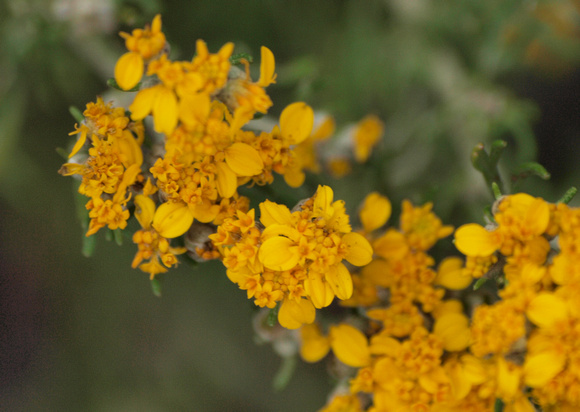 Golden yarrow - Eriophyllum confertiflorum