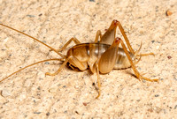 Camel cricket - Ceuthophilus sp.