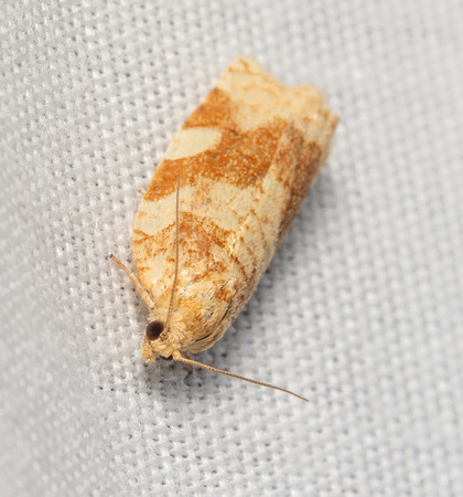 Fruit-tree Leafroller Moth - Archips argyrospila
