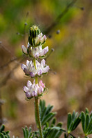 Chick Lupine - Lupinus microcarpus