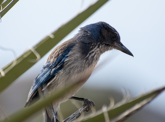 California Scrub Jay - Aphelocoma californica