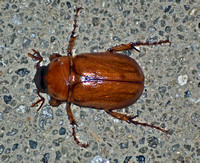 Masked Chafer  - Cyclocephala sp.