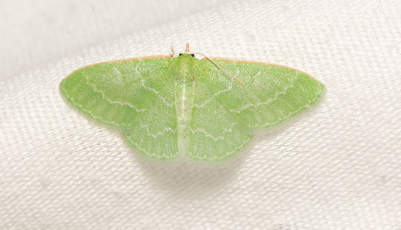 Wavy-lined emerald moth- Synchlora aerata