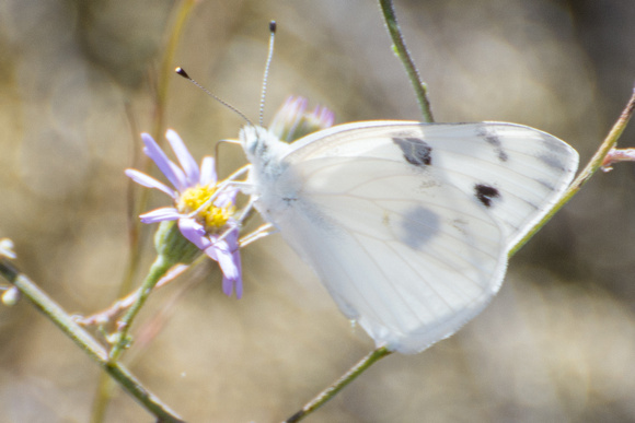 Checkered White - Pontia protodice