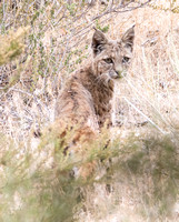 Bobcat - Lynx rufus