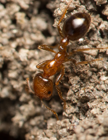 Southern fire ant - Solenopsis xyloni