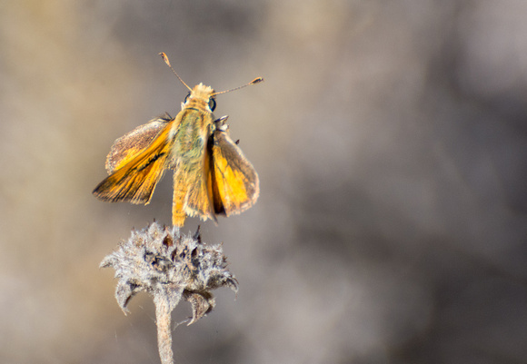 Woodland skipper - Ochlodes sylvanoides