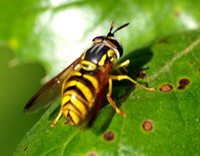 Yellow jacket mimic - Chrysotoxum sp.