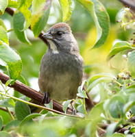 Green-tailed Towhee - Pipilo chlorurus