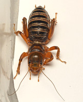 Jerusalem cricket - Ammopelmatus sp.