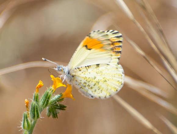 Sara orangetip - Antocharis sara