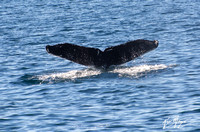 Humpback Whale - Megaptera novaeangliae