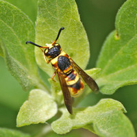 Mason wasp - Euodynerus hidalgo