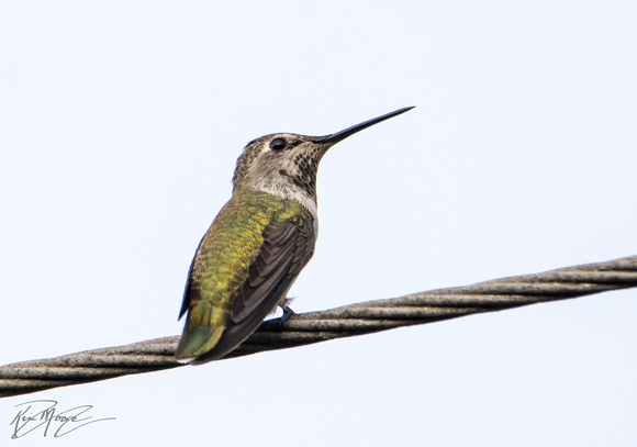 Anna's Hummingbird - Calypte anna