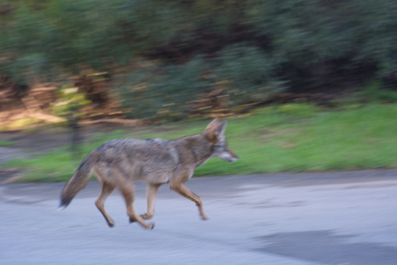 Coyote - Canis latrans