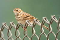 Vesper Sparrow - Pooecetes gramineus