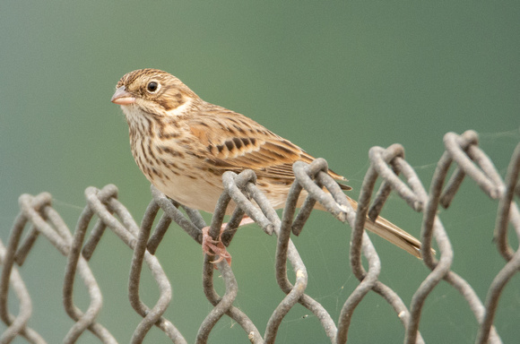 Vesper Sparrow - Pooecetes gramineus