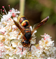 Mason wasp 2 - Euodynerus hidalgo