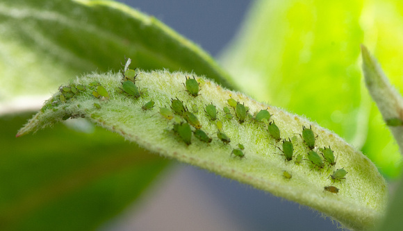 Aphids - Unidentified sp.