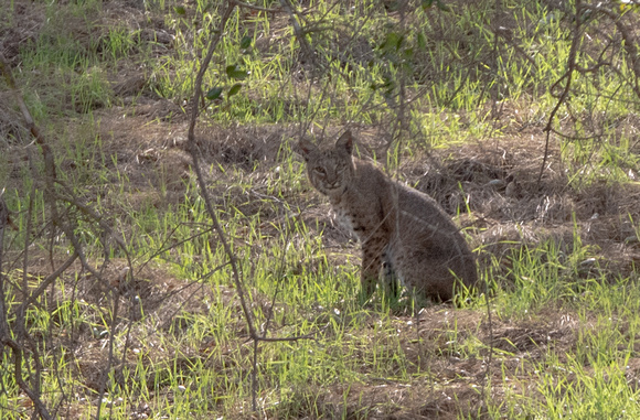 Bobcat - Lynx rufus