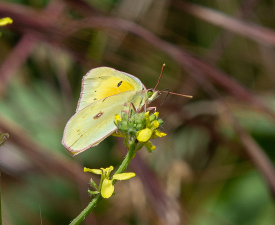 Orange sulphur - Colias eurytheme