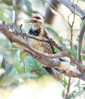 Yellow-bellied Sapsucker - Sphyrapicus varius