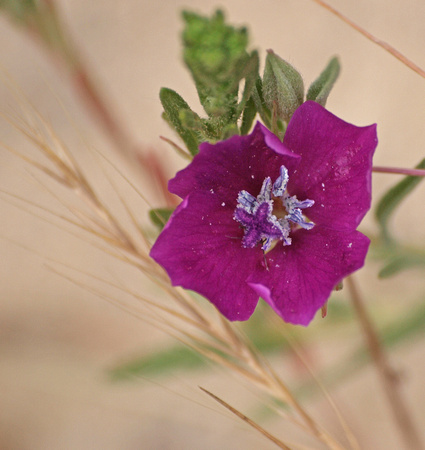 Winecup clarkia - Clarkia purpurea